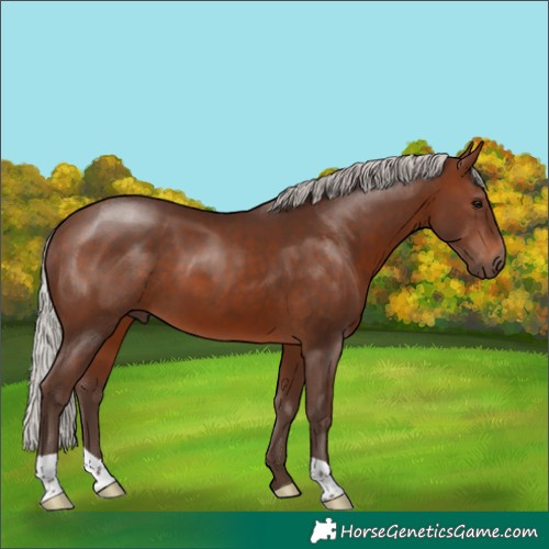 Horse Color:Silver Brown 