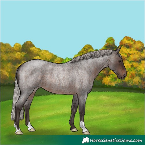 Horse Color:Silver Brown Roan 