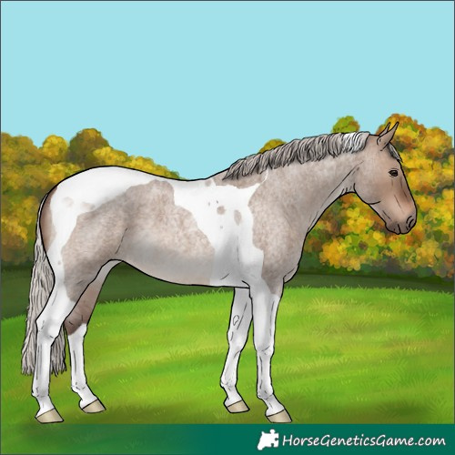 Horse Color:Silver Brown Roan Dun Tobiano