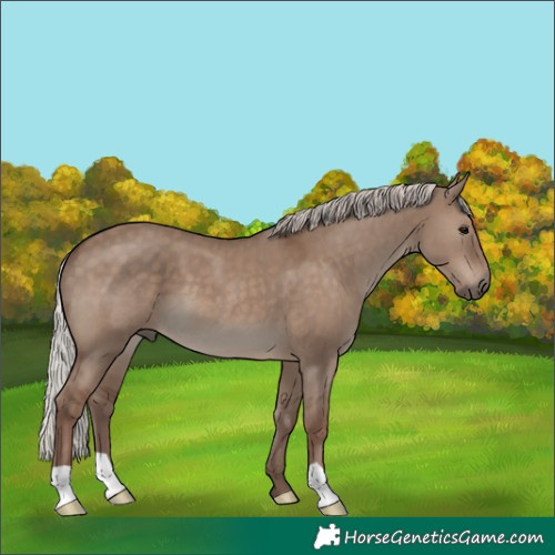 Horse Color:Silver Grullo 