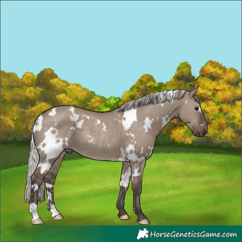 Horse Color:White Spotted Silver Grullo Rabicano 