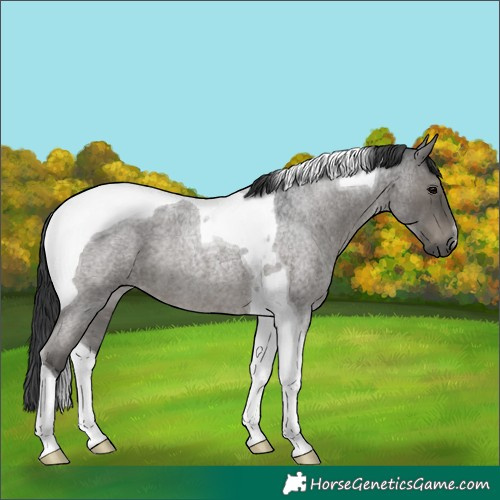 Horse Color:Blue Roan Tobiano 