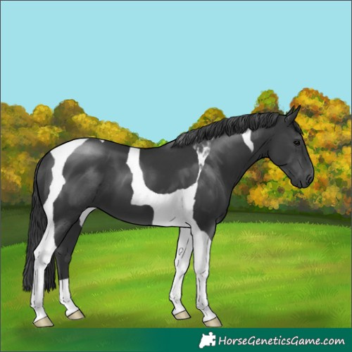 Horse Color:Black Tobiano 