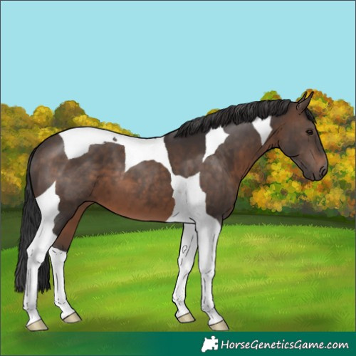 Horse Color:Brown Tobiano 