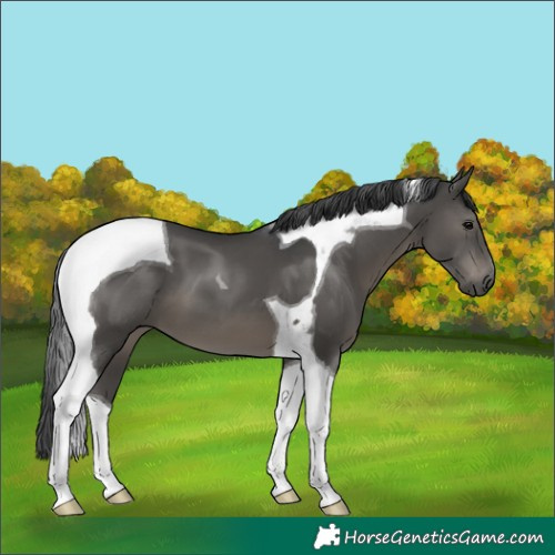 Horse Color:Black Tobiano