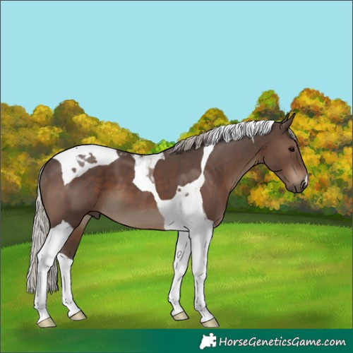 Horse Color:Silver Black Tobiano 