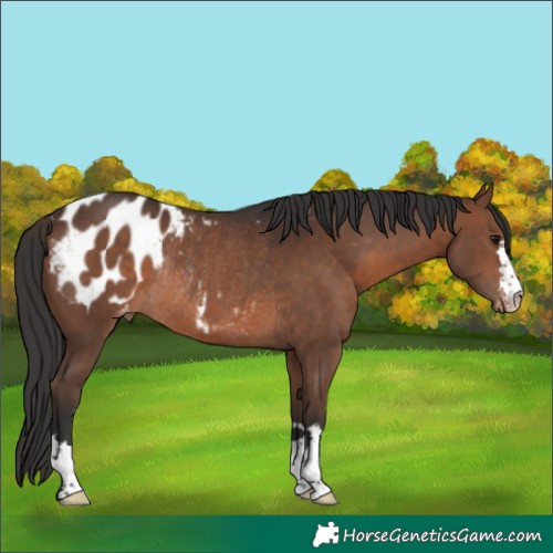 Horse Color:Brown Appaloosa Rabicano