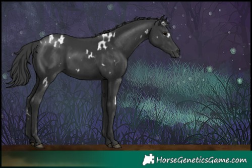 Horse Color:White Spotted Black 