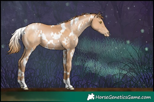 Horse Color:White Spotted Bay Pearl 