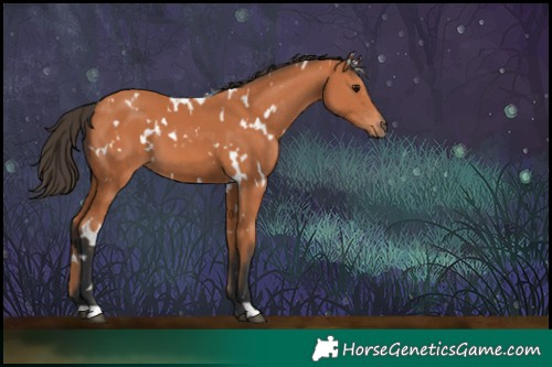 Horse Color:White Spotted Bay 