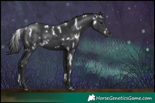 Horse Color:White Spotted Black 