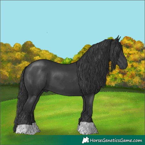 Horse Color:Black 