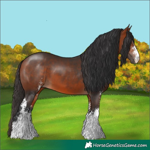 Horse Color:Bay Sabino