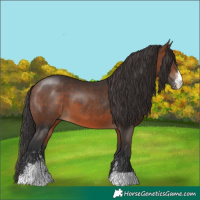 Horse Color:Brown Sabino 