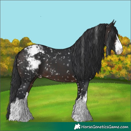 Horse Color:White Spotted Brown Appaloosa 