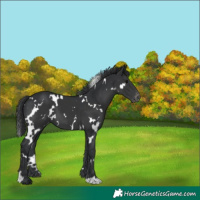 Horse Color:White Spotted Black Varnish 