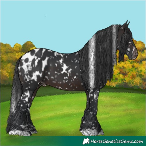 Horse Color:White Spotted Brown Blanket