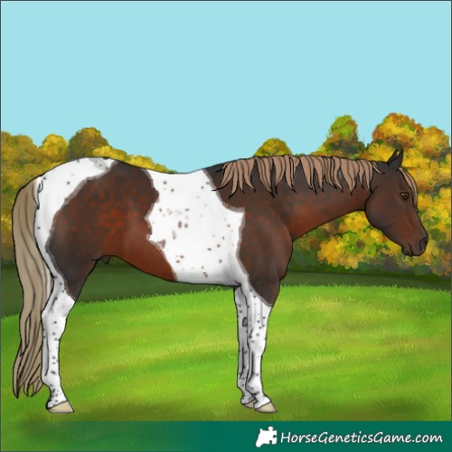 Horse Color:Liver Chestnut Tobiano