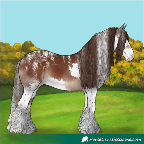 Horse Color:Powder White Liver Chestnut Splash Appaloosa