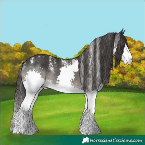 Horse Color:Powder White Black Splash Varnish