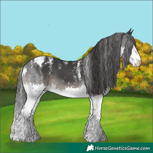 Horse Color:Powder White Black Splash Appaloosa