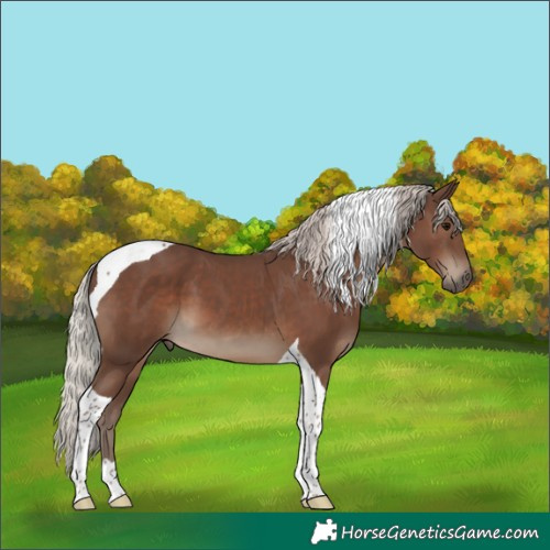 Horse Color:Silver Black Tobiano 