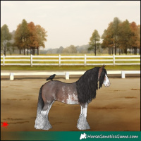 Horse Color:White Spotted Brown Splash