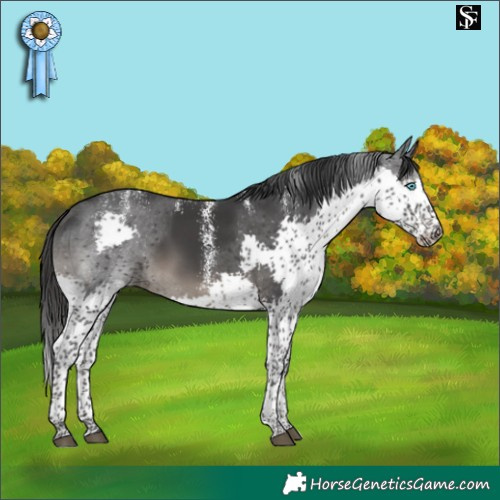 Horse Color:Powder White Black Splash