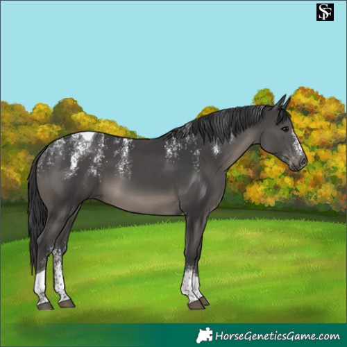 Horse Color:Powder White Black Tobiano