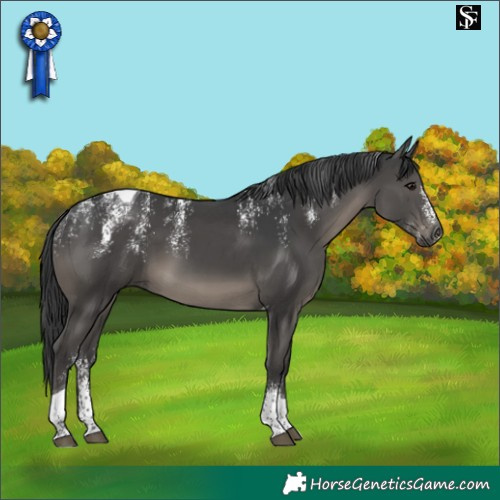 Horse Color:Powder White Black Tobiano 