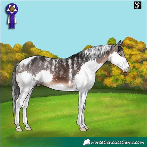 Horse Color:Powder White Brown Splash Tobiano 