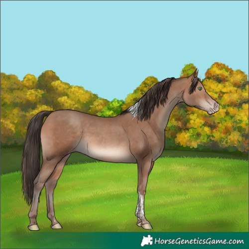 Horse Color:Sable Champagne Tobiano Rabicano