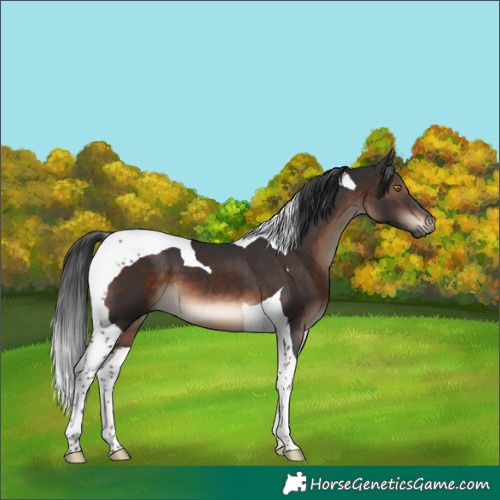 Horse Color:Brown Tobiano