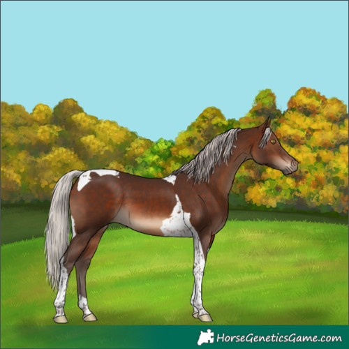 Horse Color:Silver Brown Tobiano
