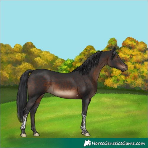 Horse Color:Brown Tobiano