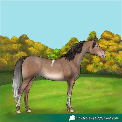 Horse Color:Sable Champagne Tobiano 