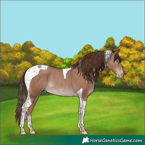 Horse Color:Classic Champagne Tobiano 