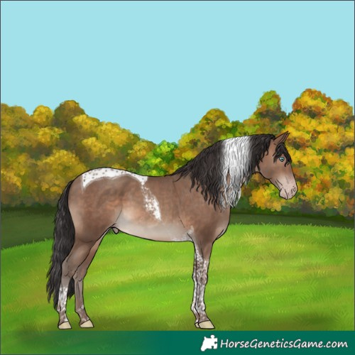 Horse Color:Sable Champagne Tobiano