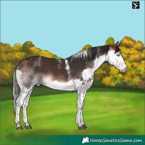 Horse Color:Powder White Brown Splash Tobiano 