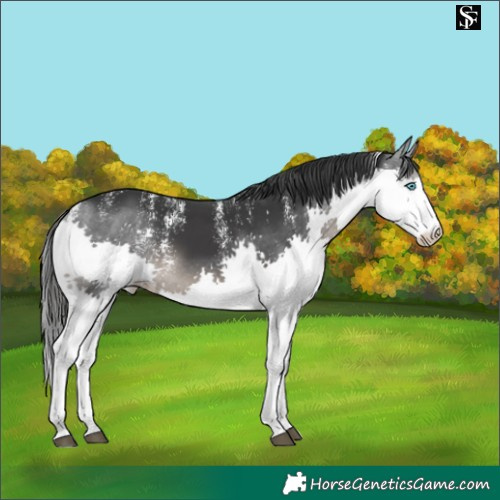 Horse Color:Powder White Black Splash 