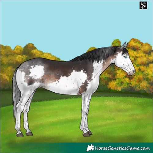 Horse Color:Brown Splash 