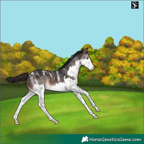 Horse Color:Powder White Brown Splash Tobiano 