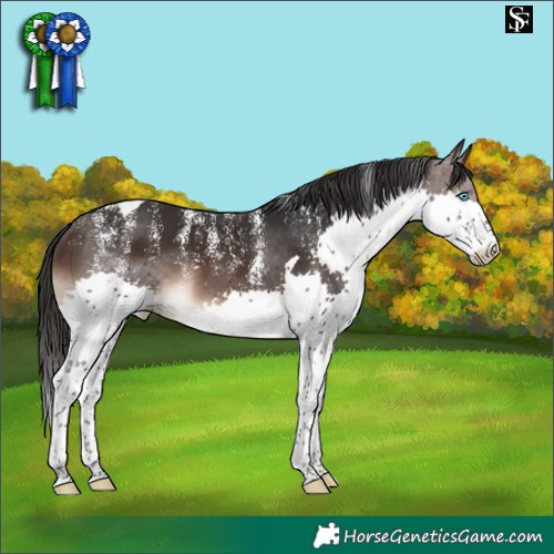 Horse Color:Powder White Brown Splash Tobiano