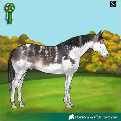 Horse Color:Powder White Brown Splash Tobiano