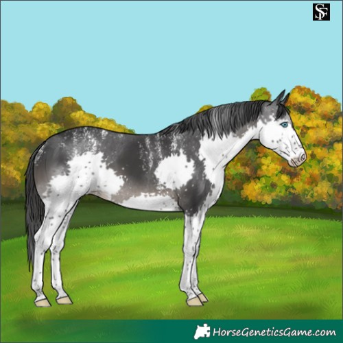 Horse Color:Powder White Black Splash 
