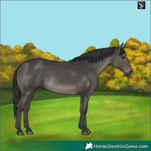 Horse Color:Black 