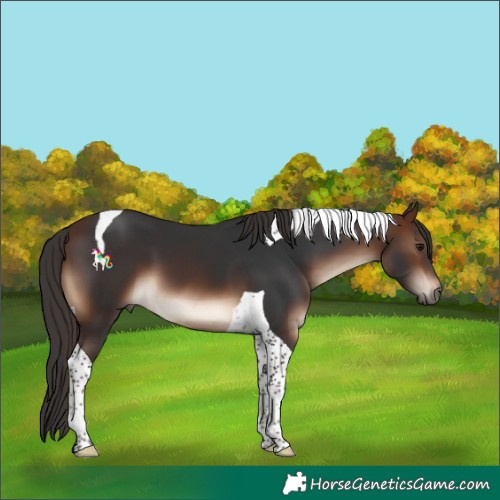 Horse Color:Brown Tobiano