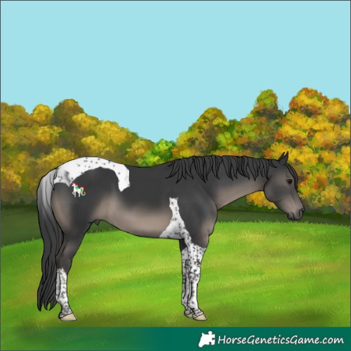 Horse Color:Black Tobiano
