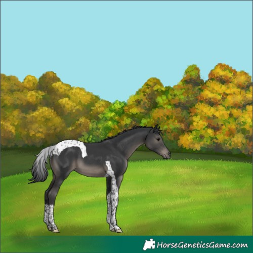 Horse Color:Black Tobiano 