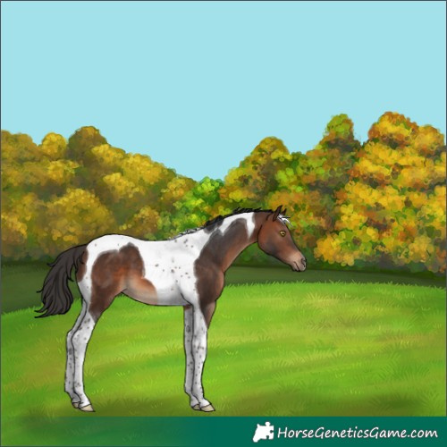 Horse Color:Brown Tobiano 